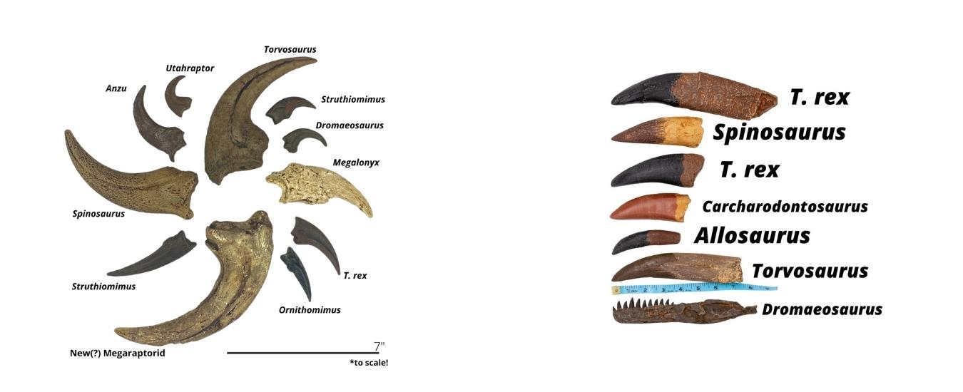 Dinosaur Teeth and Claw Casts: Tyrannosaurus rex, Spinosaurus, Velociraptor, Allosaurus, Torvosaurus, Megaraptor, Utahraptor