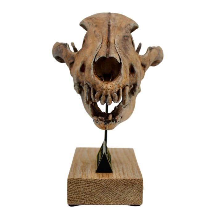 Dire Wolf Scaled Skull - Aenocyon (Canis) dirus - Fossil Crates Dire Wolf Scaled Skull Front
