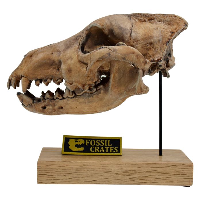 Dire Wolf Scaled Skull - Aenocyon (Canis) dirus – Fossil Crates