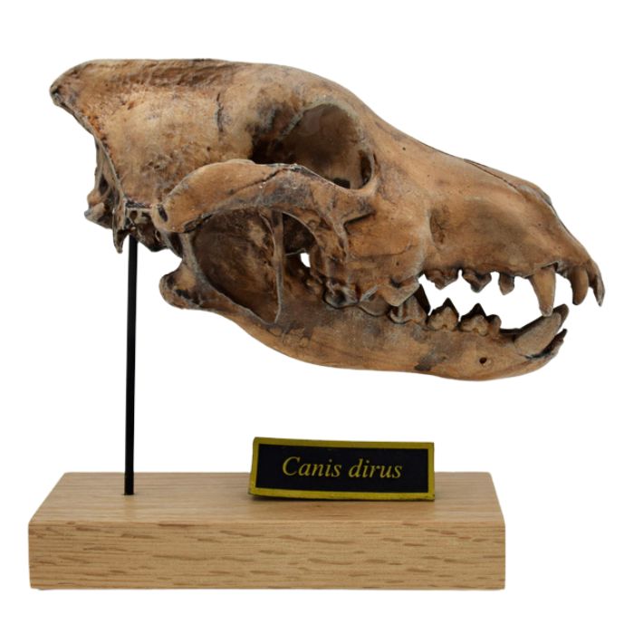 Dire Wolf Scaled Skull - Aenocyon (Canis) dirus - Fossil Crates Dire Wolf Scaled Skull Right Profile