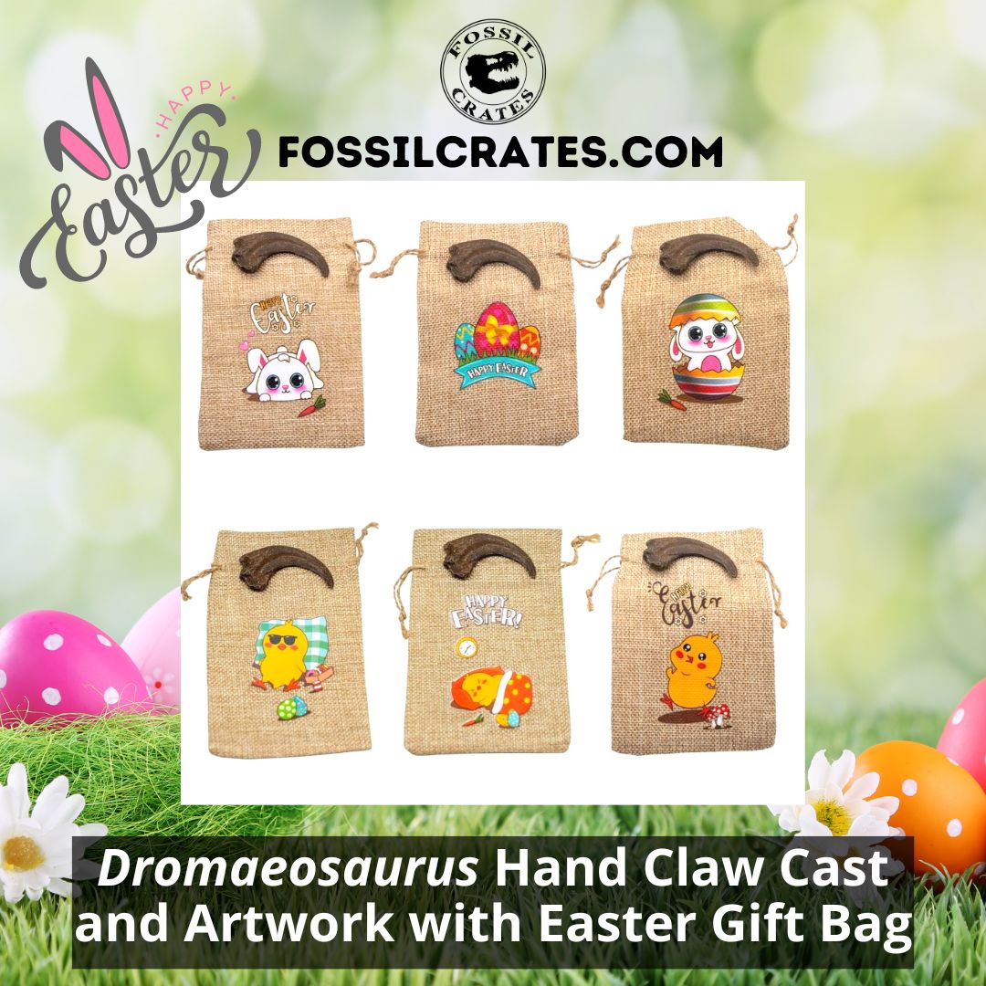 The Dromaeosaurus hand claw cast now comes with fun and cute Easter gift bags! Pick from an Easter Bunny, Easter Eggs, Easter Bunny Egg, Chick with Sunglasses, Chick Sleeping, or Easter Chick.