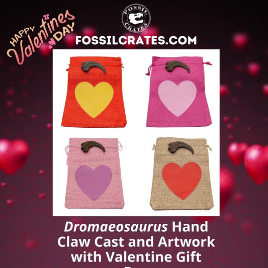 The Dromaeosaurus hand claw cast now comes with fun and cute Valentine gift bags! Pick from a Red Bag/Gold Heart, Hot Pink Bag/Light Pink Heart, Light Pink Bag/Dark Pink Heart, or Tan Bag/Red Heart. 