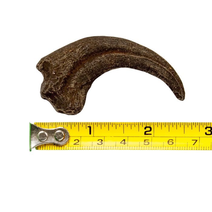 Dromaeosaurus Hand Claw Cast