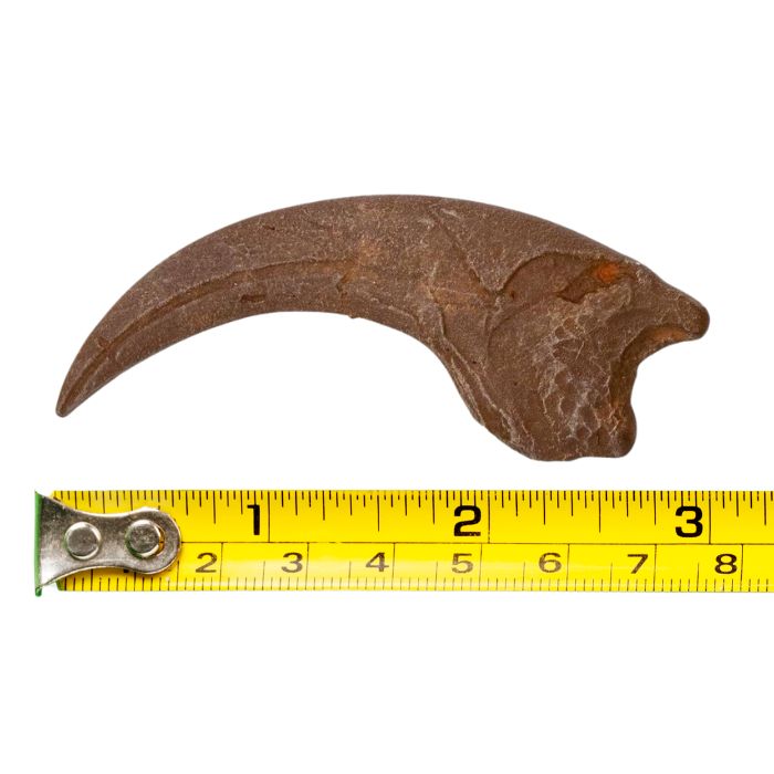 Velociraptor Fossil Claw
