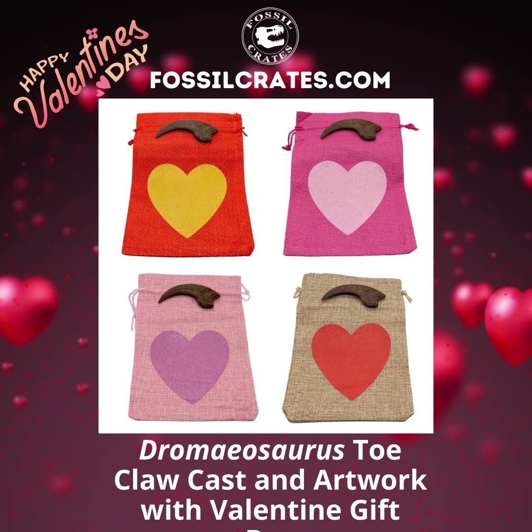 The Dromaeosaurus claw cast now comes with fun and cute Valentine gift bags! Pick from a Red Bag/Gold Heart, Hot Pink Bag/Light Pink Heart, Light Pink Bag/Dark Pink Heart, or Tan Bag/Red Heart. 