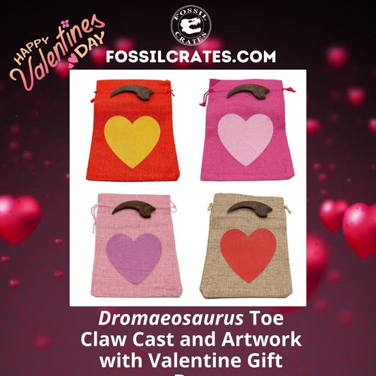 The Dromaeosaurus claw cast now comes with fun and cute Valentine gift bags! Pick from a Red Bag/Gold Heart, Hot Pink Bag/Light Pink Heart, Light Pink Bag/Dark Pink Heart, or Tan Bag/Red Heart. 