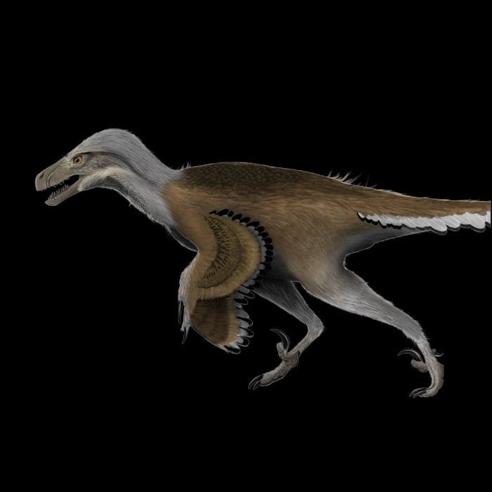 Dromaeosaurus Exclusive Paleoart that comes with the Dromaeosaurus Hand Claw Cast.