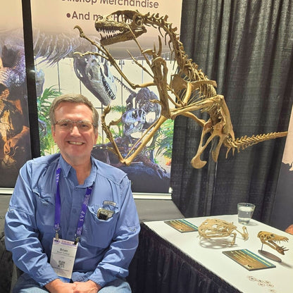 Dromaeosaurus Skeleton Cast