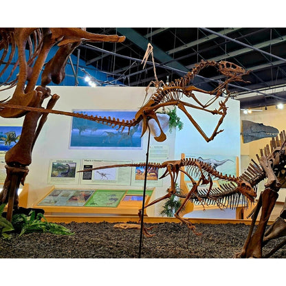 Dromaeosaurus Skeleton Casts