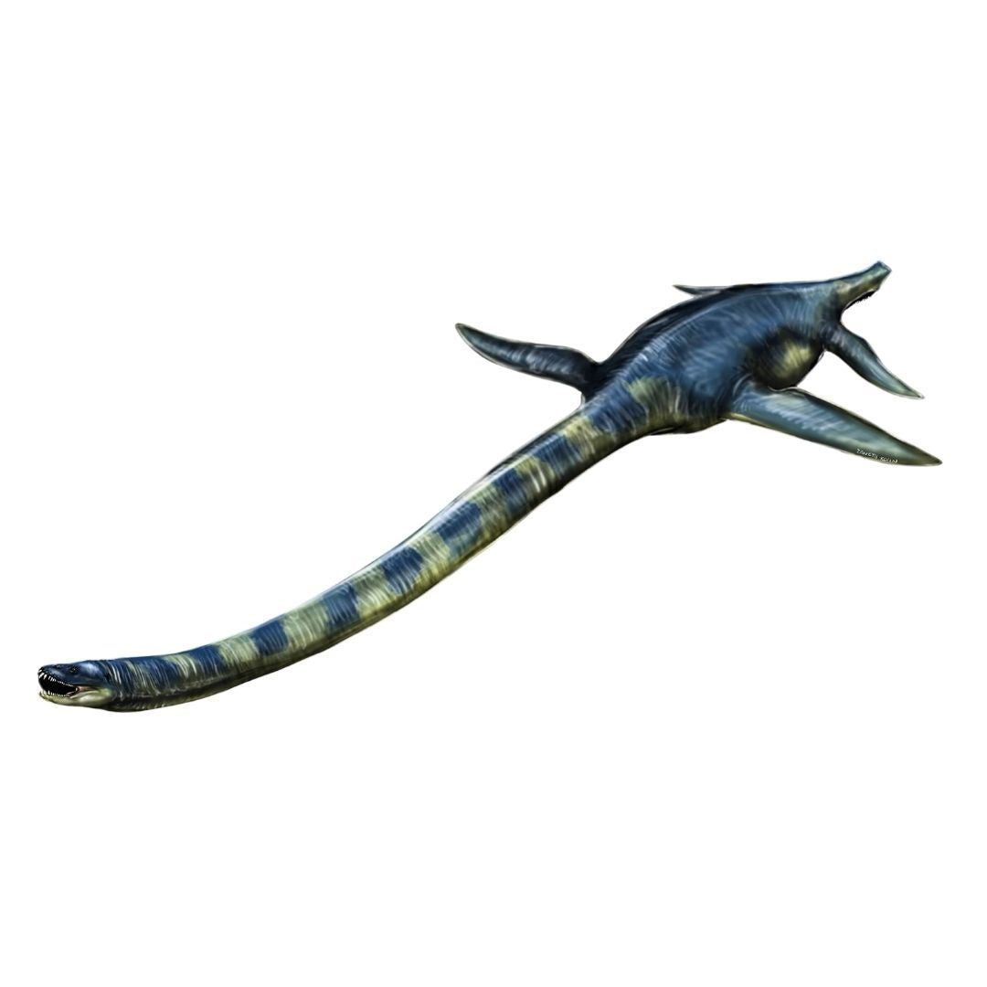 Elasmosaurus Skeleton and Skull Cast