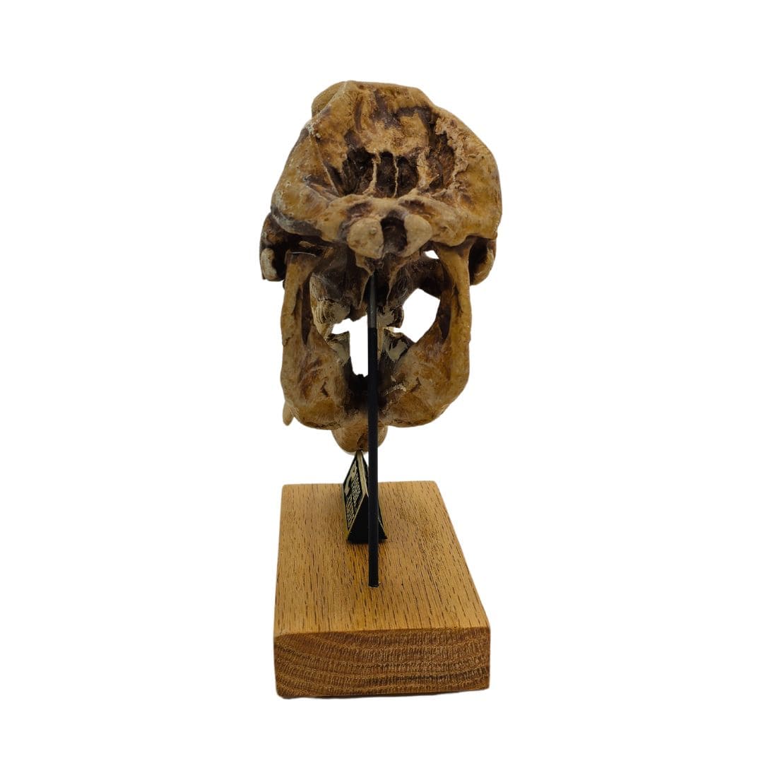 Gomphotherium Scaled Skull Back