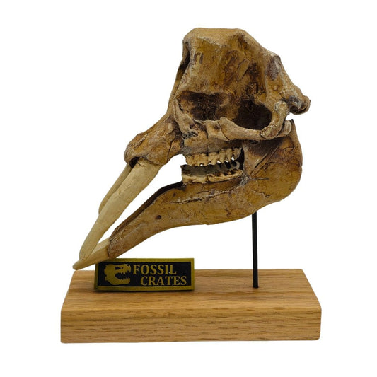 Gomphotherium Scaled Skull Left Profile