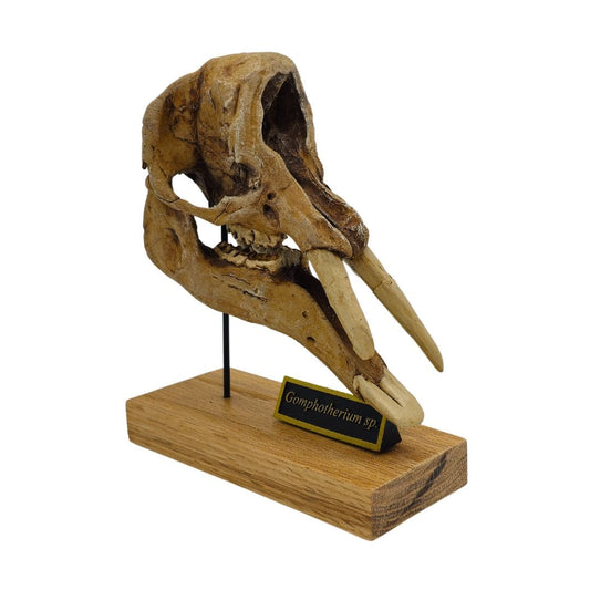 Gomphotherium Scaled Skull Right Angle