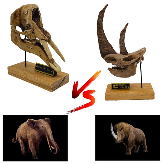 Gomphotherium vs Coelodonta aka Woolly Rhinoceros Scaled Skulls