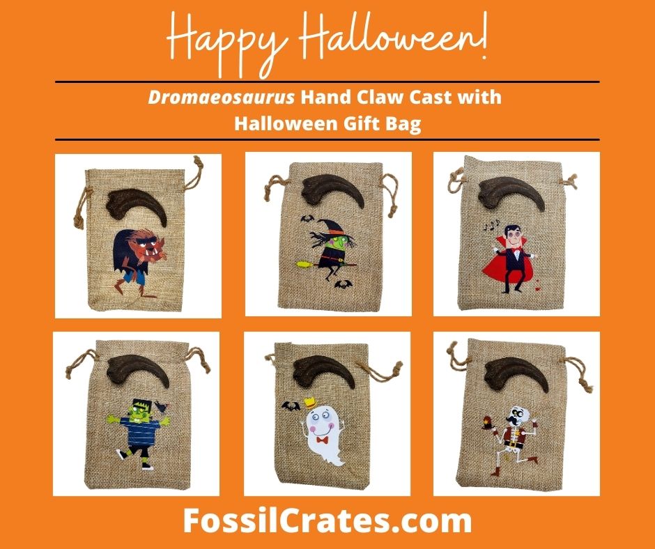 Cuteness never goes extinct! The Dromaeosaurus hand claw cast now comes with a fun and cute Halloween gift bag! Pick from a Werewolf, Witch, Vampire, Frankenstein, Ghost, or Skeleton.