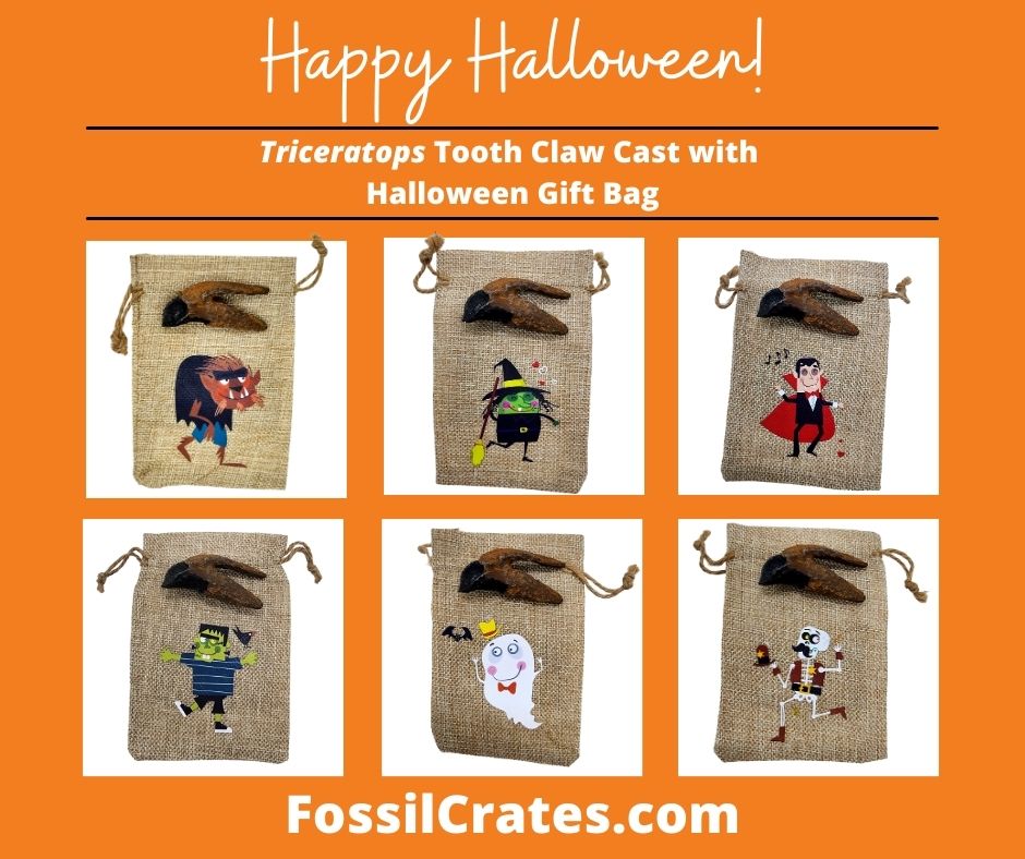 Cuteness never goes extinct! The Triceratops tooth claw cast now comes with a fun and cute Halloween gift bag! Pick from a Werewolf, Witch, Vampire, Frankenstein, Ghost, or Skeleton.