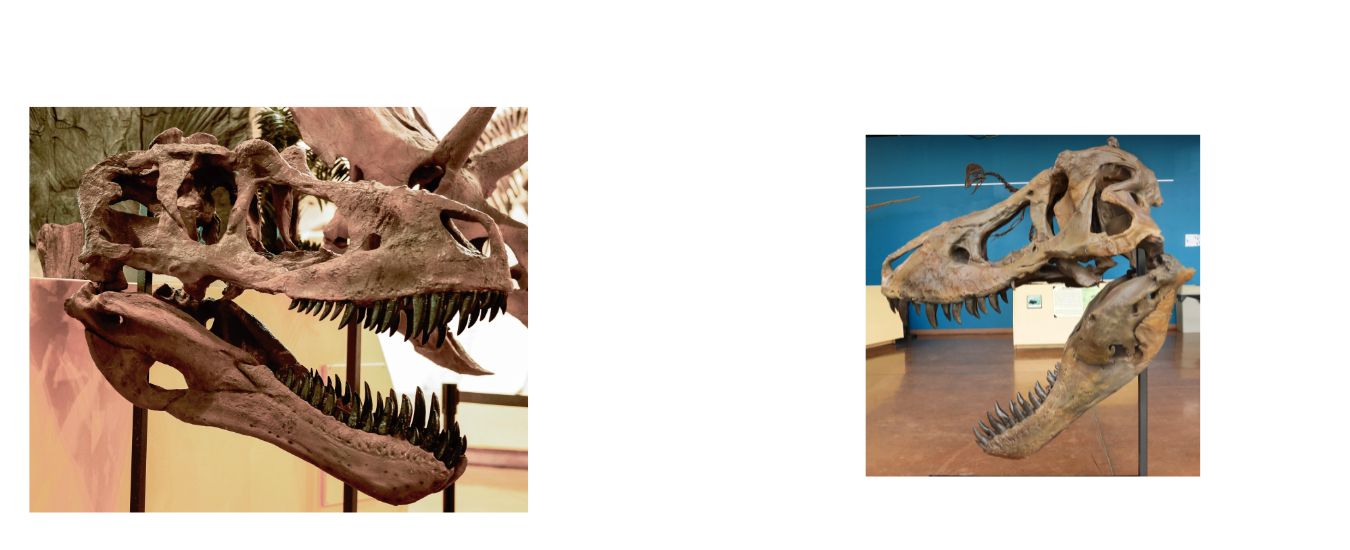 Life-size skull casts of some of the most impressive predators to walk, swim, or fly: Tyrannosaurus rex, Daspletosaurus, Dromaeosaurus, Anzu, Pachycephalosaurus, Compsognathus, Triceratops, Xiphactinus, Dimorphodon, Thescelosaurus, and Dire Wolf