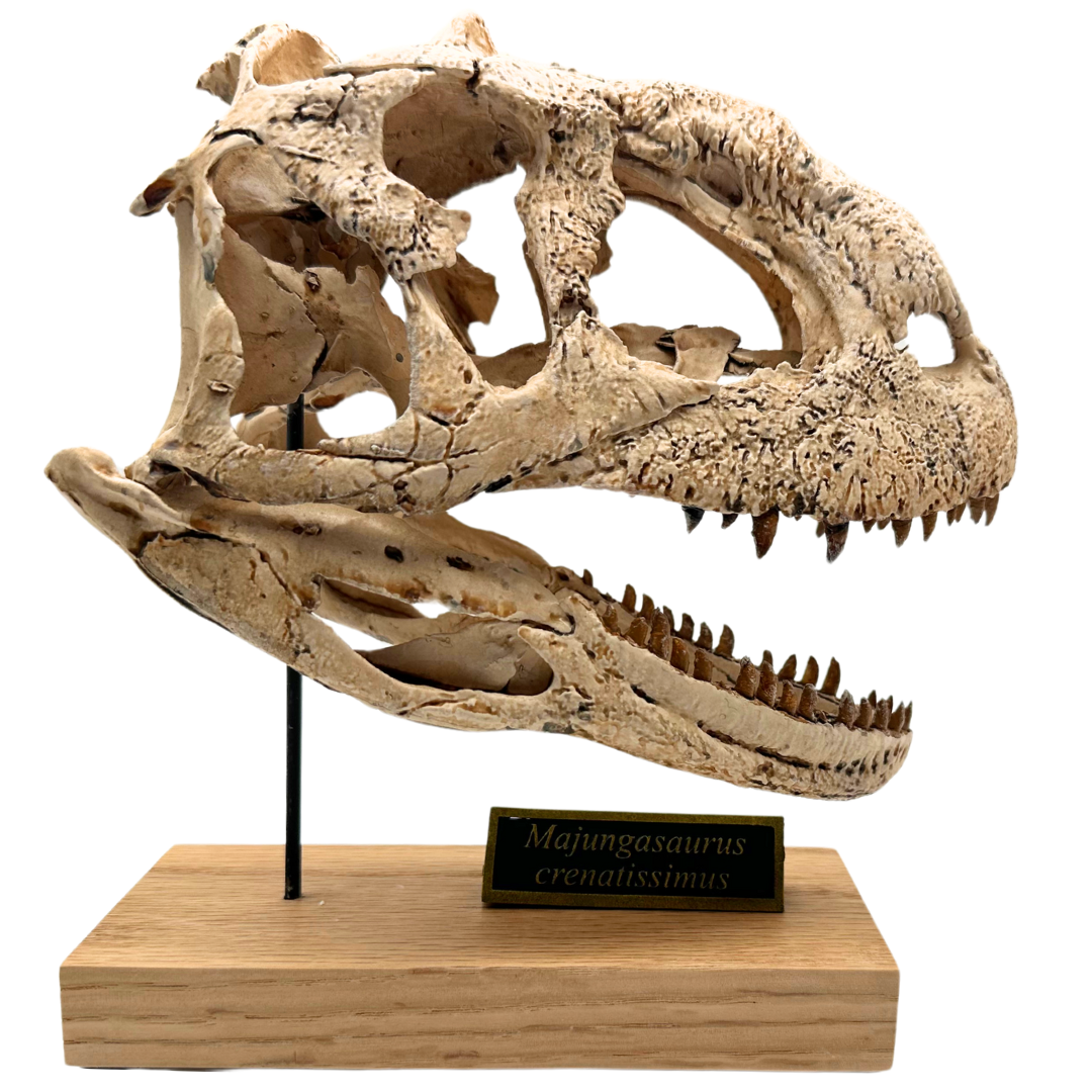 Majungasaurus Scaled Skull Right Profile