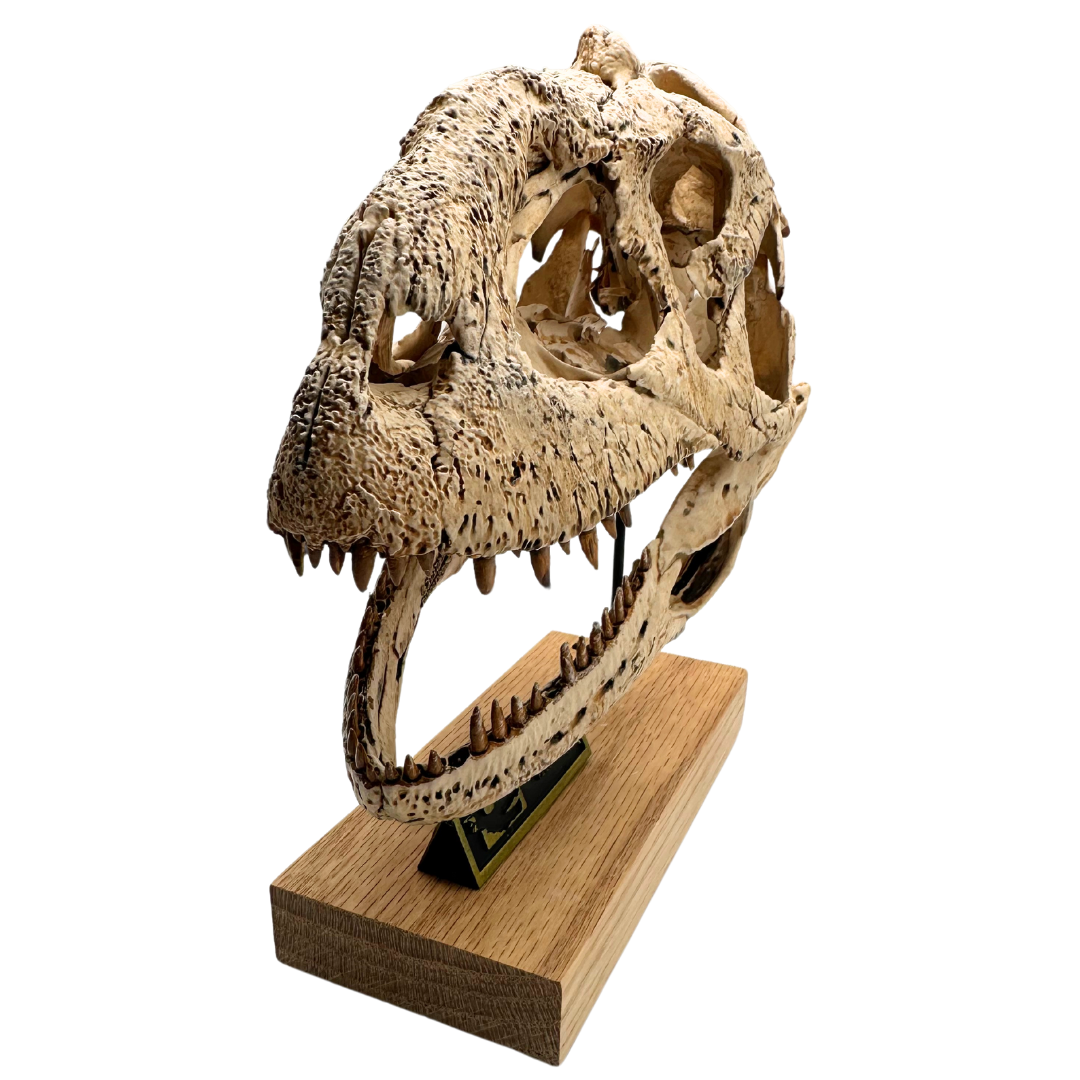 Majungasaurus Scaled Skull Angle 