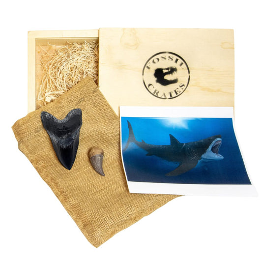 Marine Marauders Wooden Crate: Megalodon Tooth Cast and Tylosaurus Tooth Cast