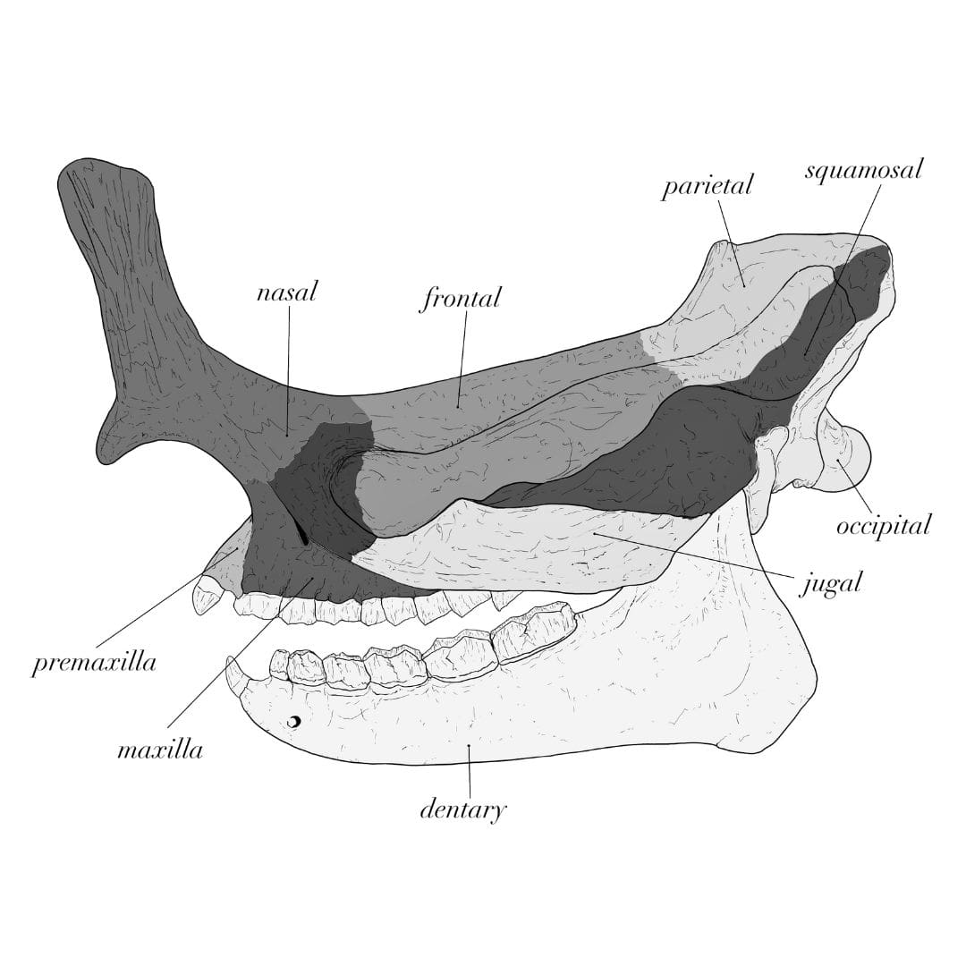 Megacerops Skull Anatomy