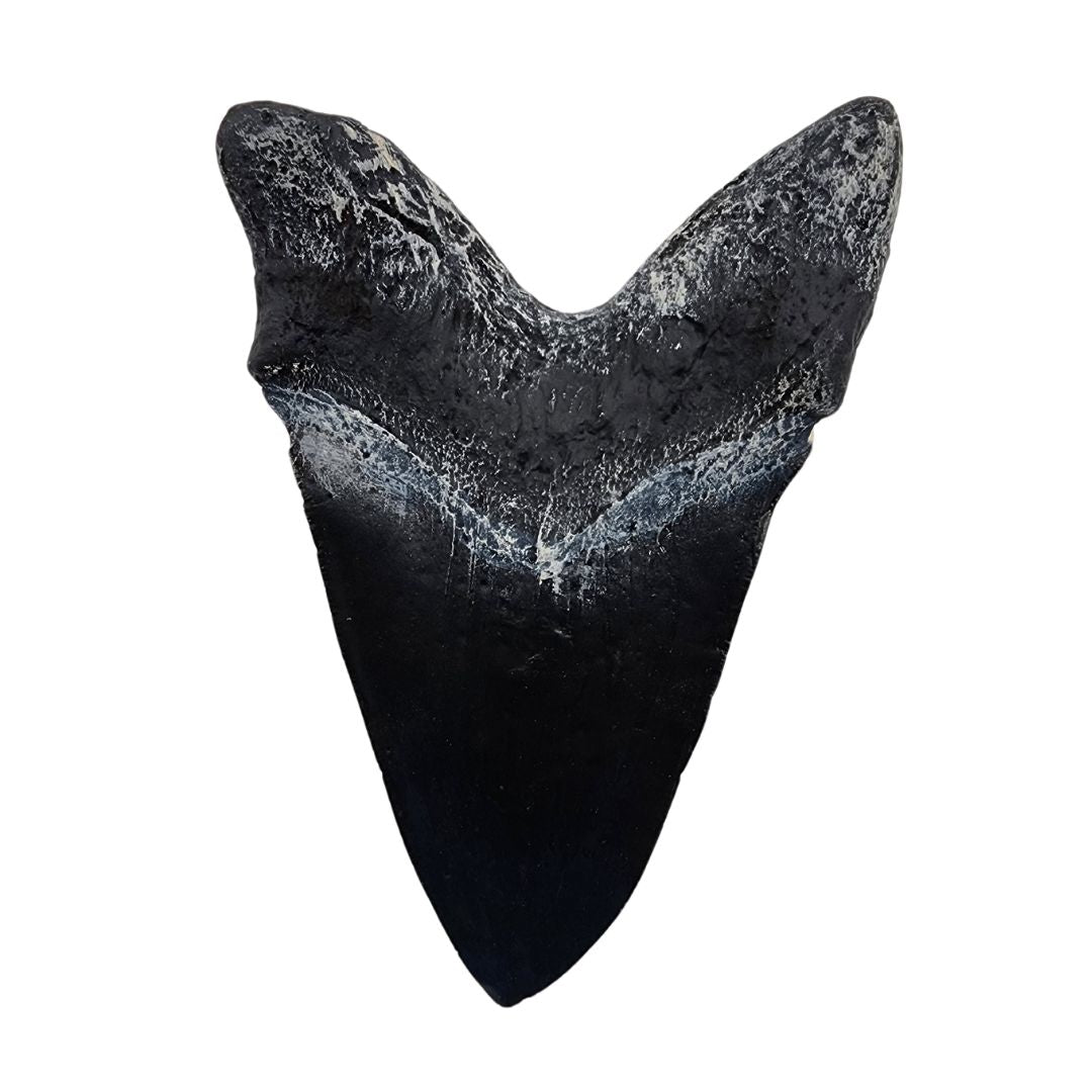 Megalodon Tooth Cast Back