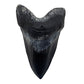 Megalodon Tooth Cast Front