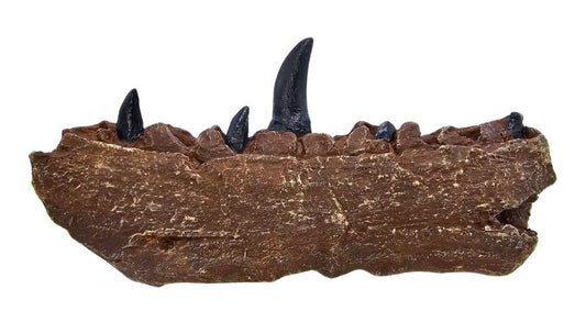Megalosaurus Jaw Sculpt  Left
