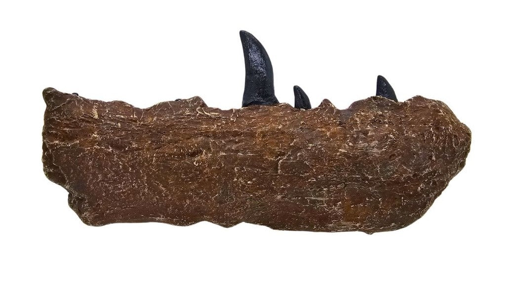 Megalosaurus Jaw Sculpt Right