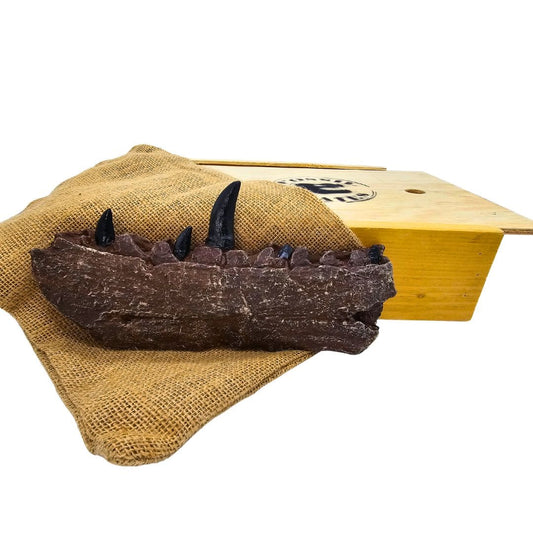 Megalosaurus Jaw Sculpt Wooden Crate