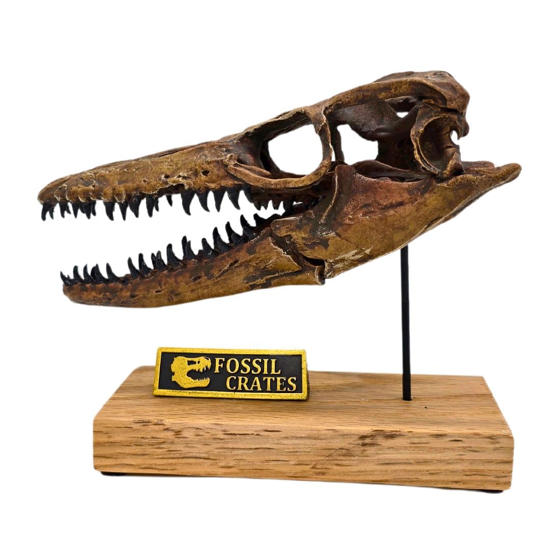 Mosasaurus Scaled Skull Left