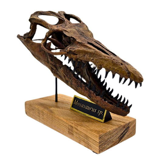 Mosasaurus Scaled Skull Right Angle