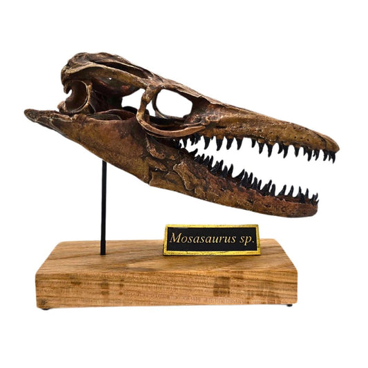 Mosasaurus Scaled Skull Right