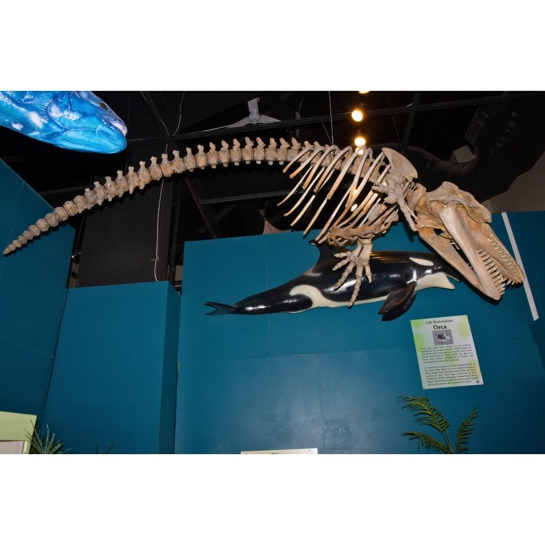 Orcinus orca Skeleton Cast for Sale by Fossil Crates