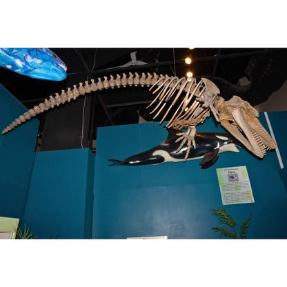 Orcinus orca Skeleton Cast for Sale by Fossil Crates