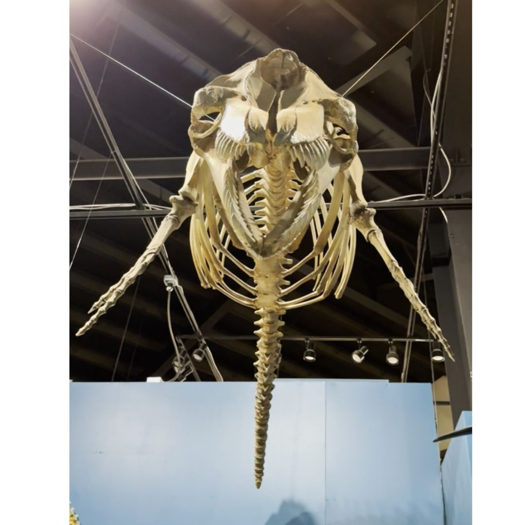 Orcinus orca Skeleton Cast for Sale by Fossil Crates