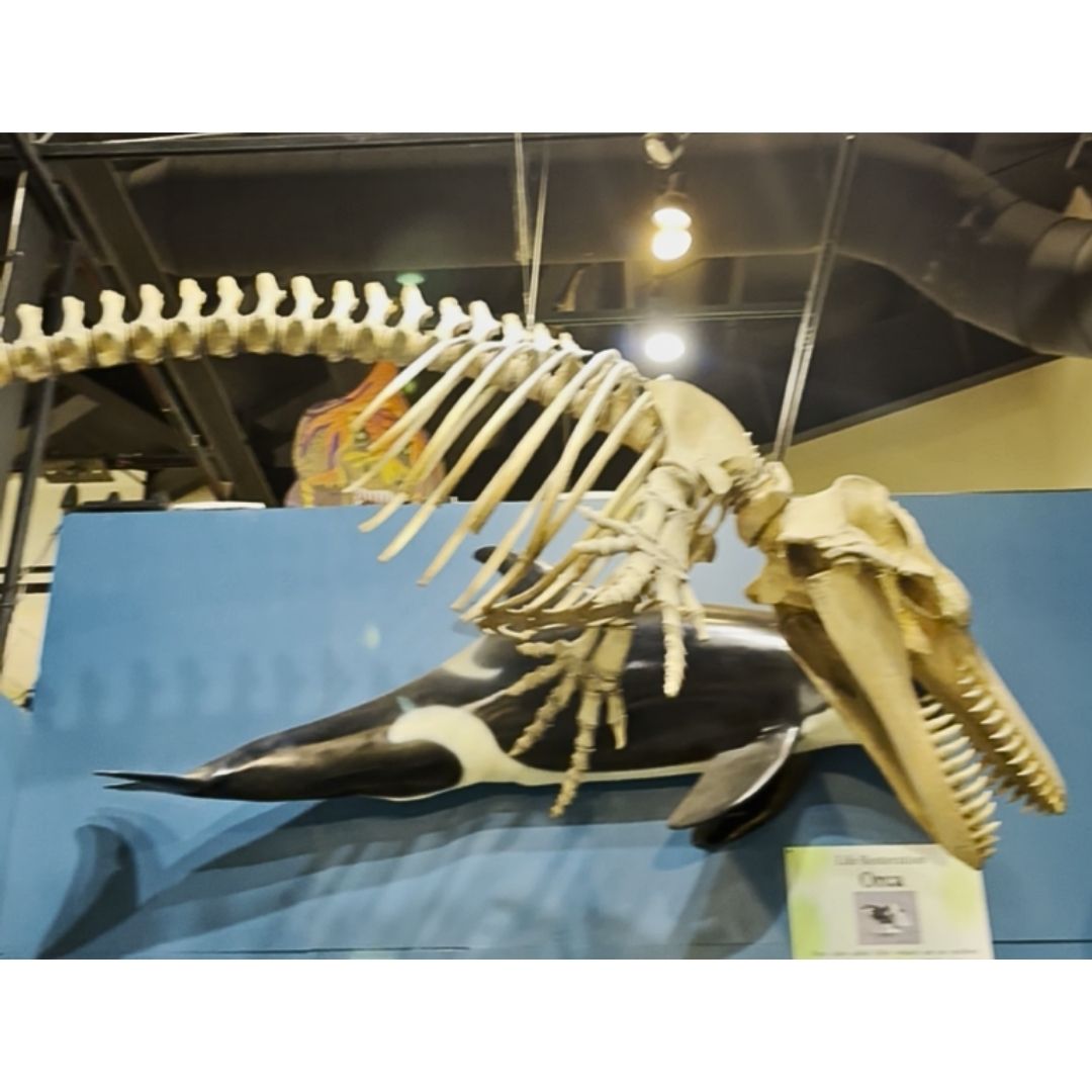 Orcinus orca Skeleton Cast for Sale by Fossil Crates