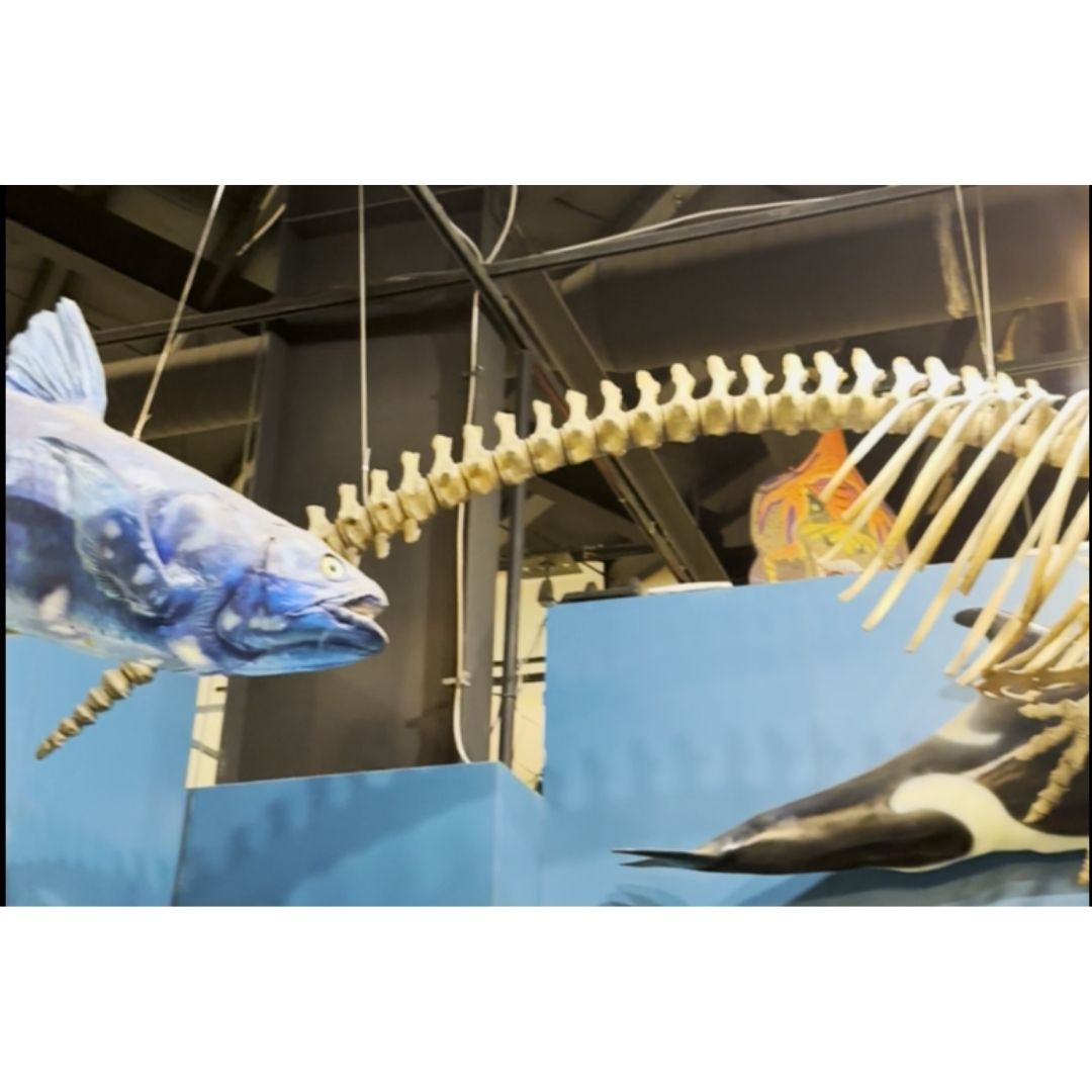 Orcinus orca Skeleton Cast for Sale by Fossil Crates