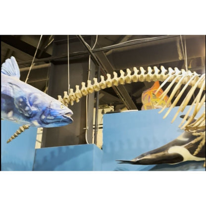 Orcinus orca Skeleton Cast for Sale by Fossil Crates