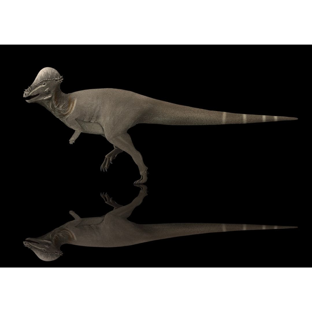 Pachycephalosaurus Paleoart