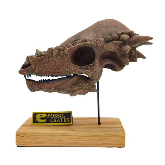 Pachycephalosaurus Scaled Skull Left Profile