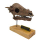 Pachycephalosaurus Scaled Skull Right Angle