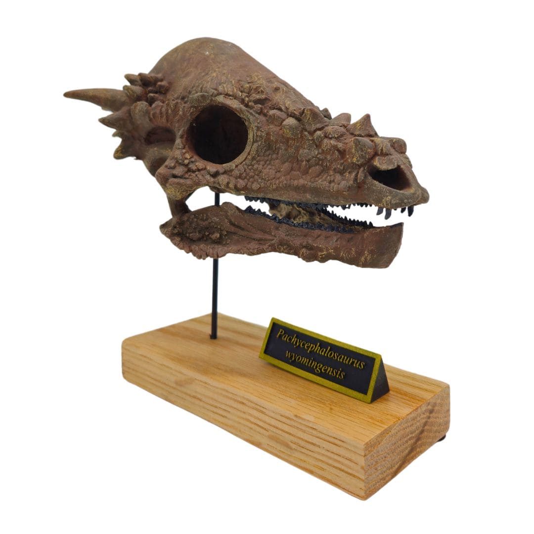 Pachycephalosaurus Scaled Skull Right Angle