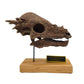 Pachycephalosaurus Scaled Skull Right Profile