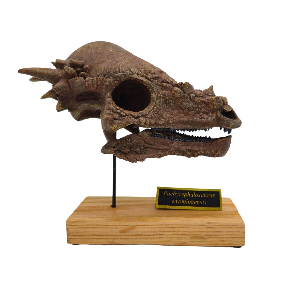 Pachycephalosaurus Scaled Skull Right Profile