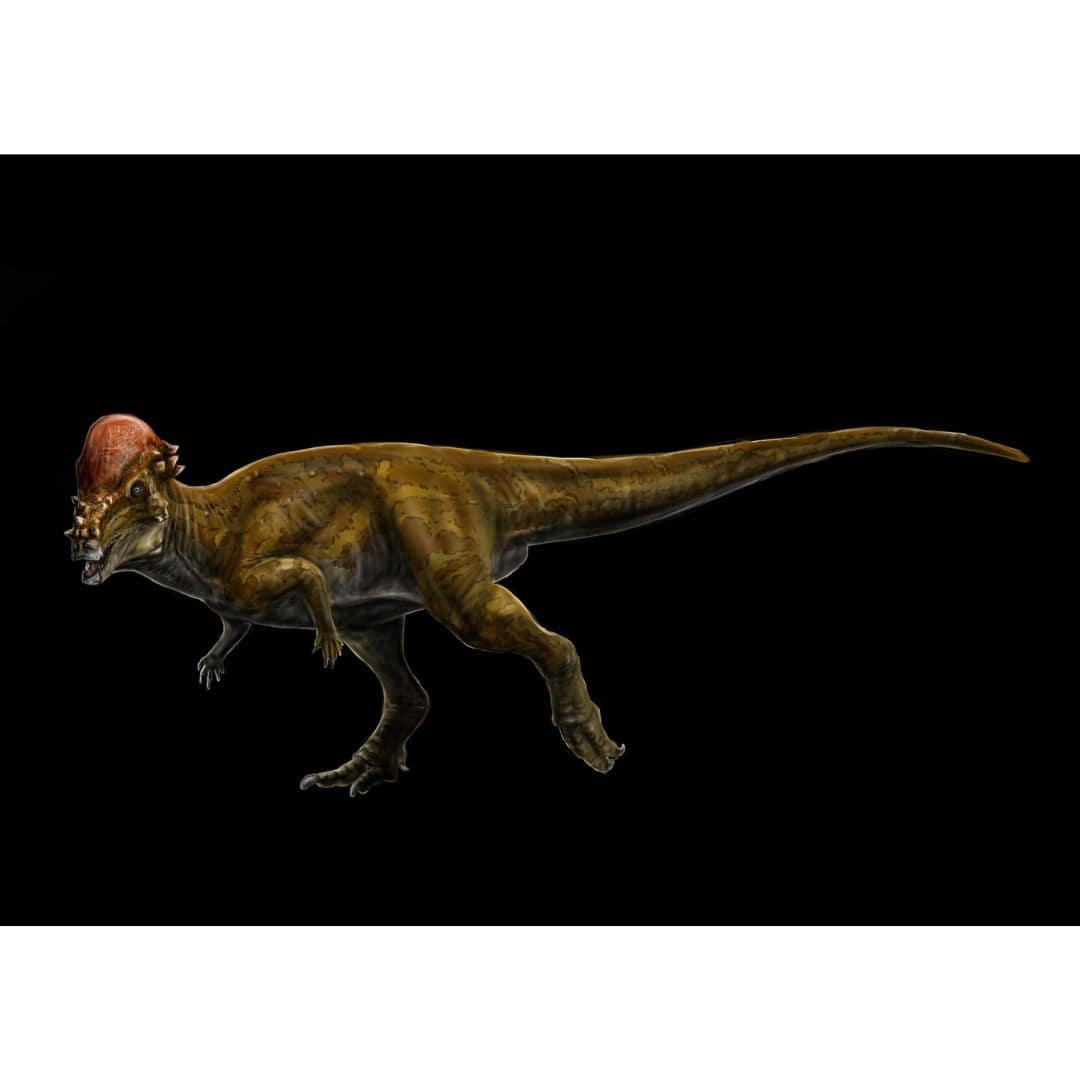 Pachycephalosaurus Scaled Skull