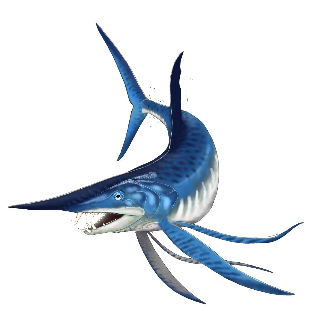 Protosphyraena