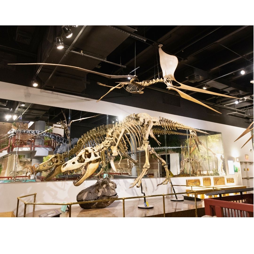 Pteranodon Skeleton Cast for Sale by Fossil Crates