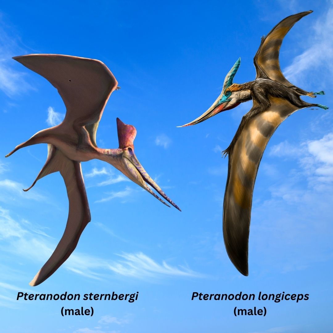 Pteranodon paleoart