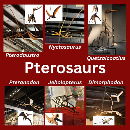 Pterosaurs: PTeeth and PTails Traveling Exhibit